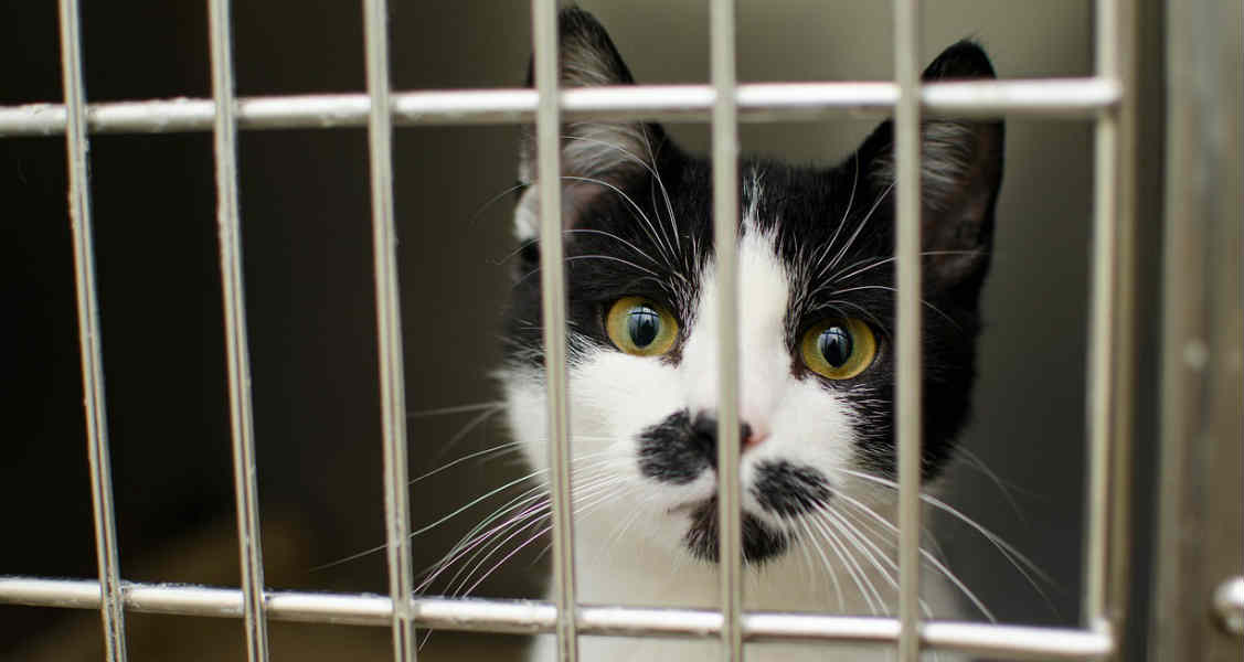 8 Reasons to Adopt a Shelter Cat