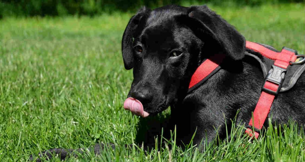 A black Labrador retriever wearing a red harness is sitting in the grass with its tongue out as it takes a lick