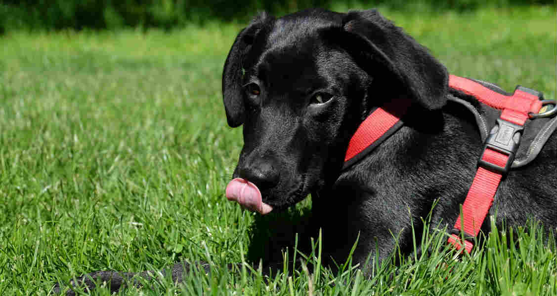 What information should I know about leptospirosis and the vaccine? What information should I know about leptospirosis and the vaccine?