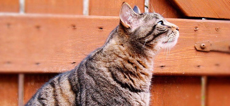 My cat is very active in the middle of the night and urinates beside the litter box. What is causing these behaviours and what is the treatment? My cat is very active in the middle of the night and urinates beside the litter box. What is causing these behaviours and what is the treatment?