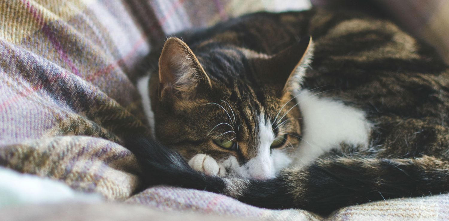 I don’t want to euthanize my cat and would rather bring him home to die naturally but my veterinarian disagrees. Who has the final say? I don’t want to euthanize my cat and would rather bring him home to die naturally but my veterinarian disagrees. Who has the final say?