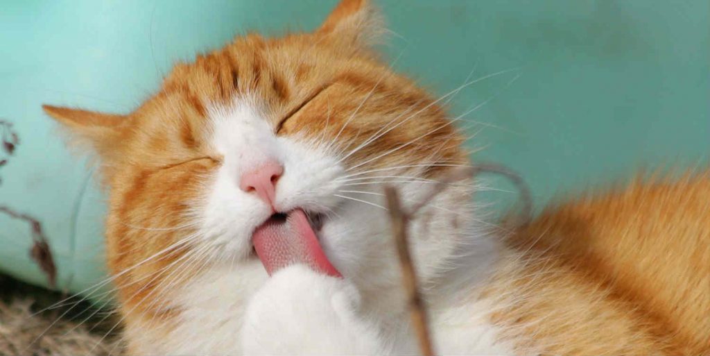 An orange Tabby cat is grooming by licking its paw