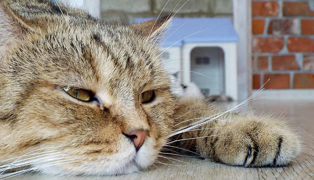 A cat resting with their whole body flat on a wooden floor and paw sticking out forward