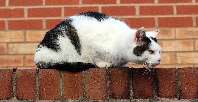 A cat crouched on brick that is stuck together by concrete