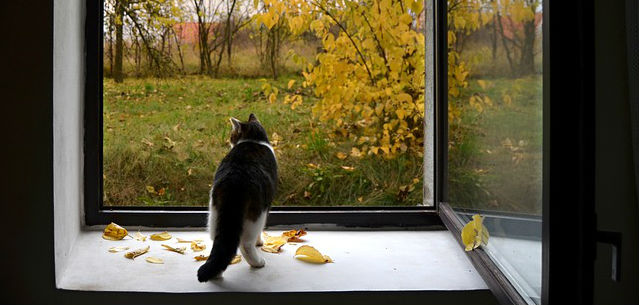 A cat standing on a ledge staring outside at the fall colors through a window