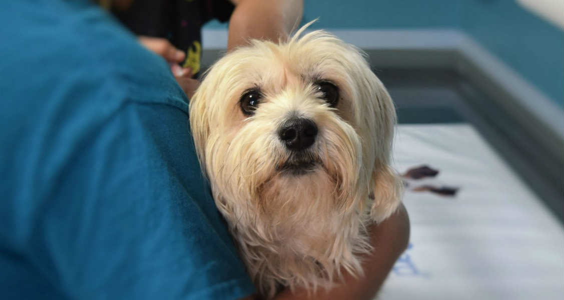 Treating a Diabetic Pet – Not as Bad as You Think Treating a Diabetic Pet – Not as Bad as You Think