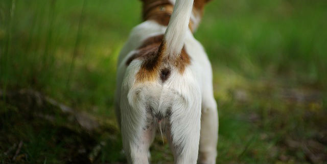 The rear end of a dog exposing their tail and anus