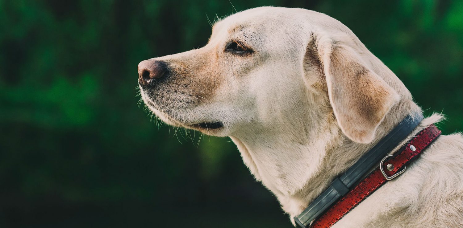 Is it safe to give a dog Tylenol for arthritis? Is it safe to give a dog Tylenol for arthritis?