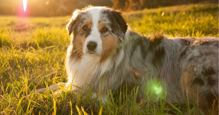 My dog bites her left paw and shakes when she stands sometimes. What is the cause and treatment? My dog bites her left paw and shakes when she stands sometimes. What is the cause and treatment?