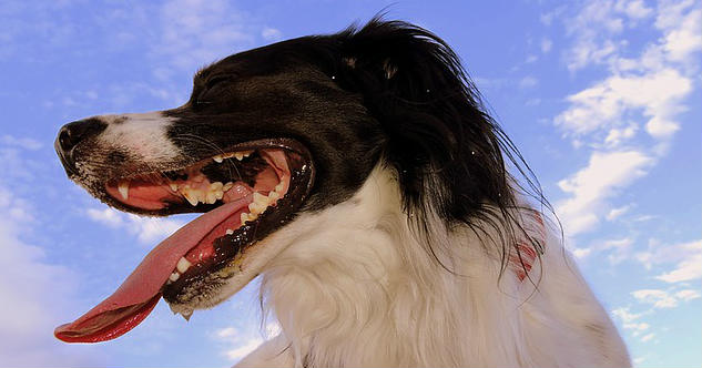 A dog breathing heavily outside with their mouth open and their tongue sticking out revealing their top and bottom teeth