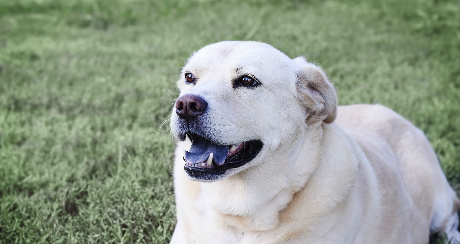 How can I finally resolve my dog’s chronic ear infections and why is she biting her tail to the point she’s losing hair? How can I finally resolve my dog’s chronic ear infections and why is she biting her tail to the point she’s losing hair?
