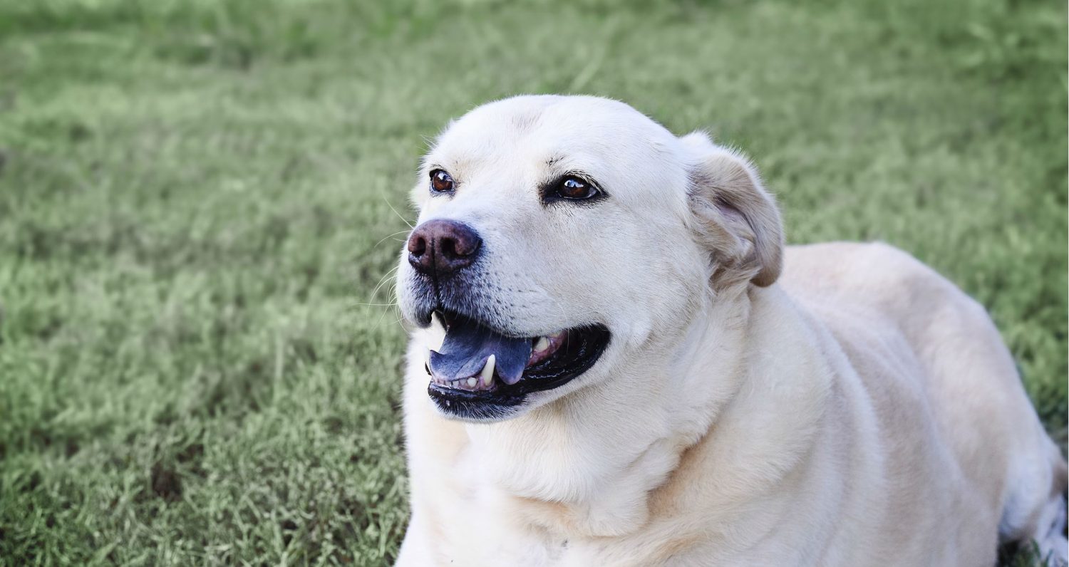 How can I finally resolve my dog’s chronic ear infections and why is she biting her tail to the point she’s losing hair?