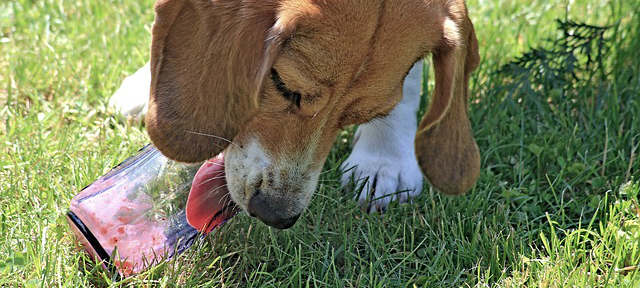 A dog licking a glass cup outside on the grass