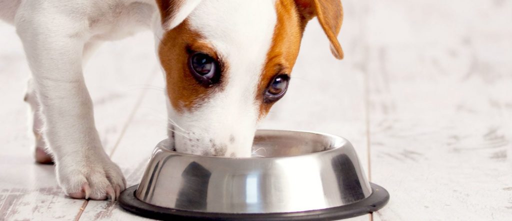 heel fijn Uitgebreid fles After taking glucosamines my dog has lost his appetite. Could this be the  cause and what should be the course of action? - Healthcare for Pets