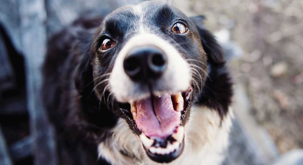 A white and black dog looking up with their mouth open revealing their tongue and teeth