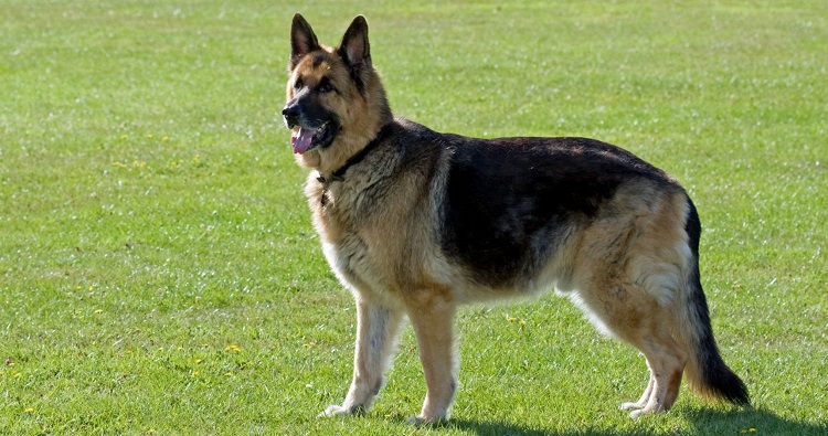 My dog has recurring prostate infections and I’m interested in hormone blocking injections instead of neutering. Are these safe and effective? My dog has recurring prostate infections and I’m interested in hormone blocking injections instead of neutering. Are these safe and effective?