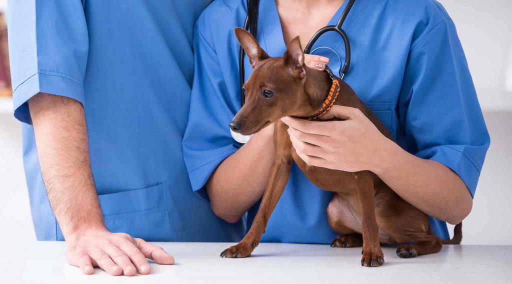 A small brown dog being held by a veterinarian
