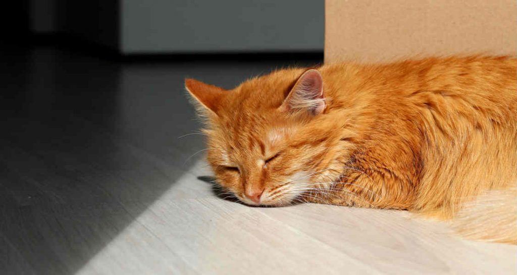 A ginger cat is sleeping on a wooden floor in the sun