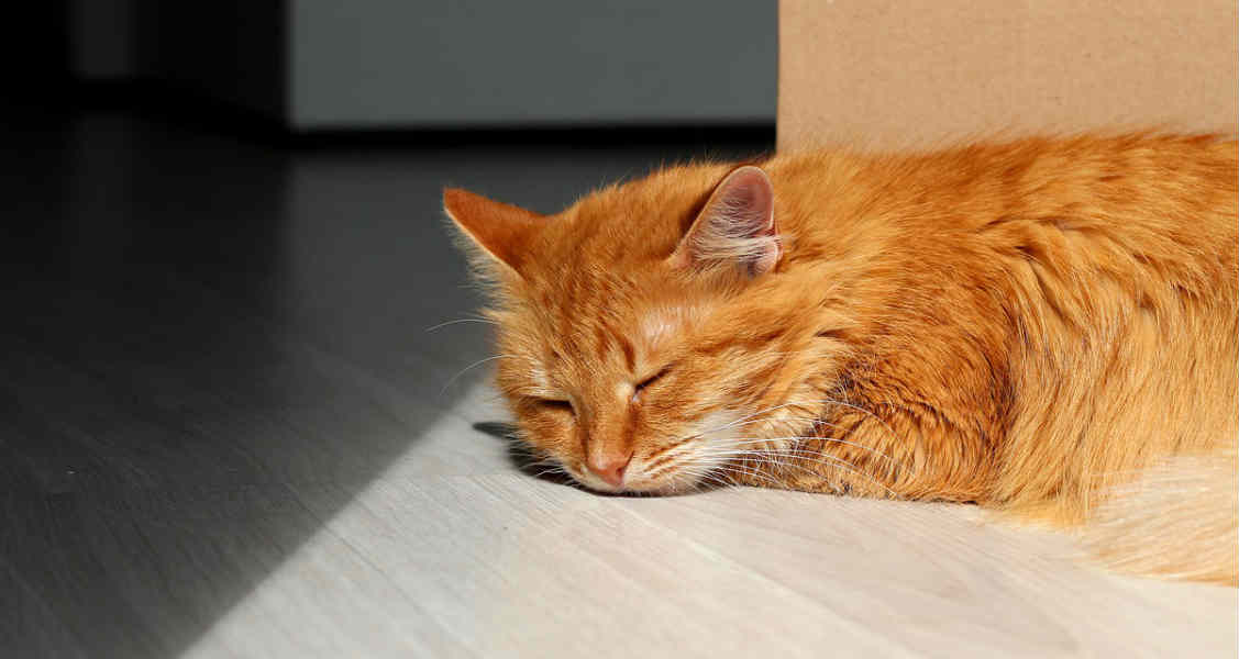 Cats and Sleep: How Much Do They Really Need?