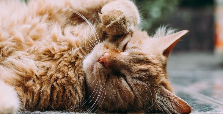 My cat has a large knot near his neck making it hard for him to groom and my groomer won’t remove it. Is he too old to be sedated? My cat has a large knot near his neck making it hard for him to groom and my groomer won’t remove it. Is he too old to be sedated?