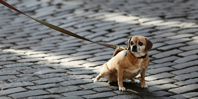 A dog on a leash standing in cobblestone refusing to walk