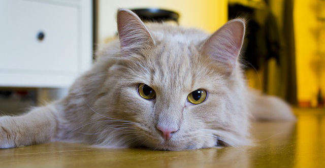 A cat with yellow eyes and long hair is laying on the floor