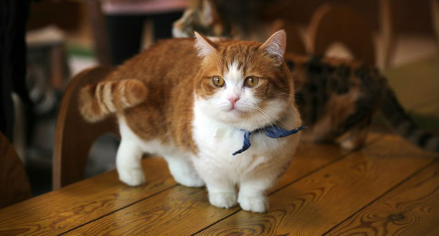 An orange and white Munchkin cat wearing a blue bow has its tailed curled forward and is standing on a wooden table