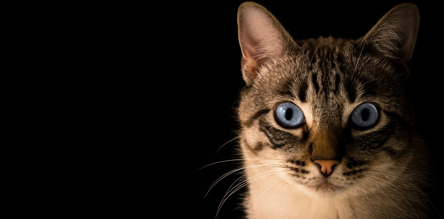 Is there an over-the-counter eye drop to treat the symptoms of entropion in a cat? What are the causes and treatment for this disease?