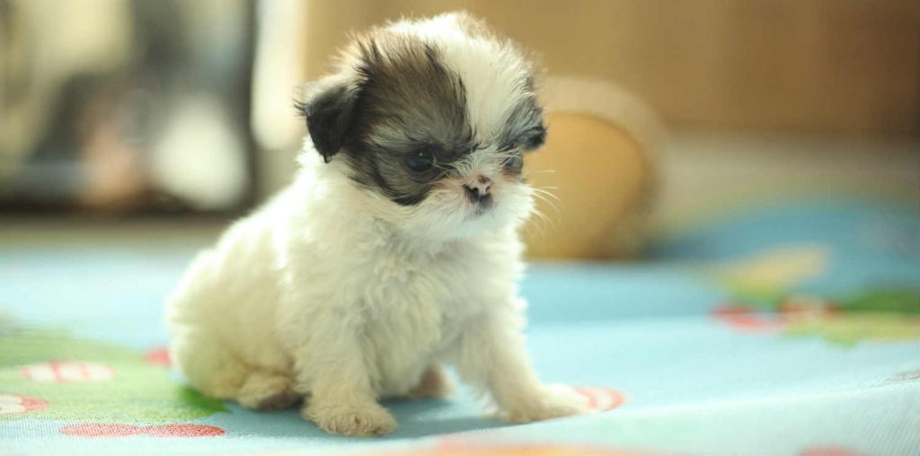 A Shih Tzu puppy sitting upright on a blanket