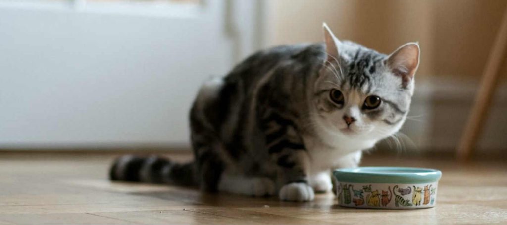 A shorthaired cat eating out of a food bowl