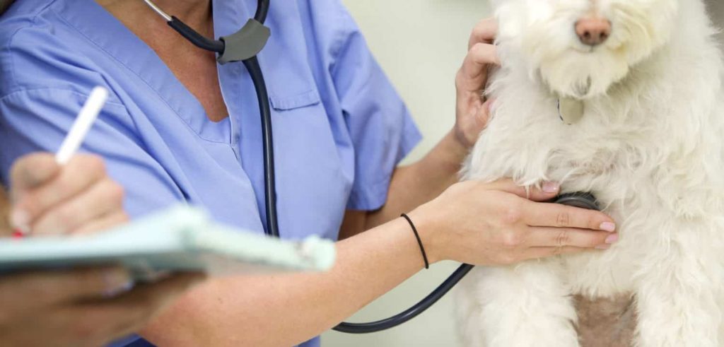 A white dog having their breathing checked with a stethoscope by a veterinarian in a blue garb