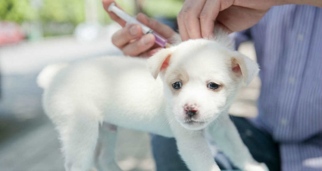 A white puppy is standing on a table and is receiving an injection with pink fluid