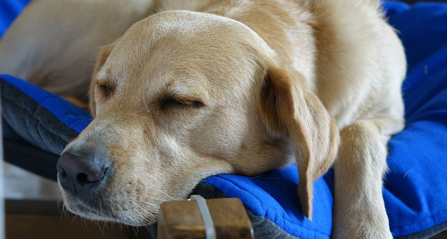 A Yellow Labrador Retriever sleeping on a blue comforter