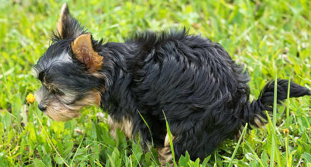 A Yorkshire Terrier puppy defecating in a squatting position on grass to defecate