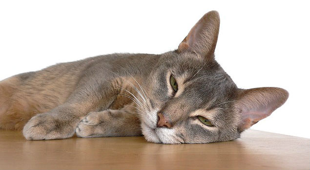 An Abyssinian cat resting on their side with their eyes slightly open