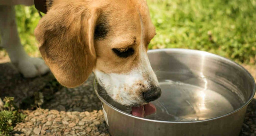 A beagle drinking water outside from a steel water bowl