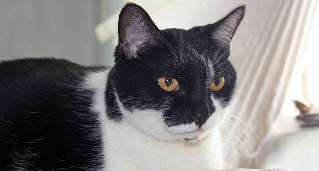 A black and white senior cat with burnt orange eyes sitting on a leather cushion