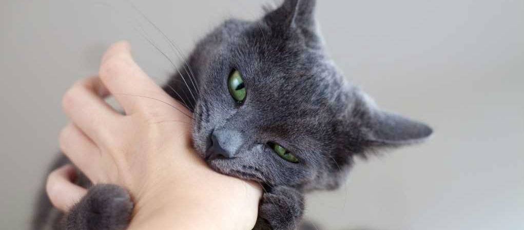 A grey cat with green eyes is biting a human hand