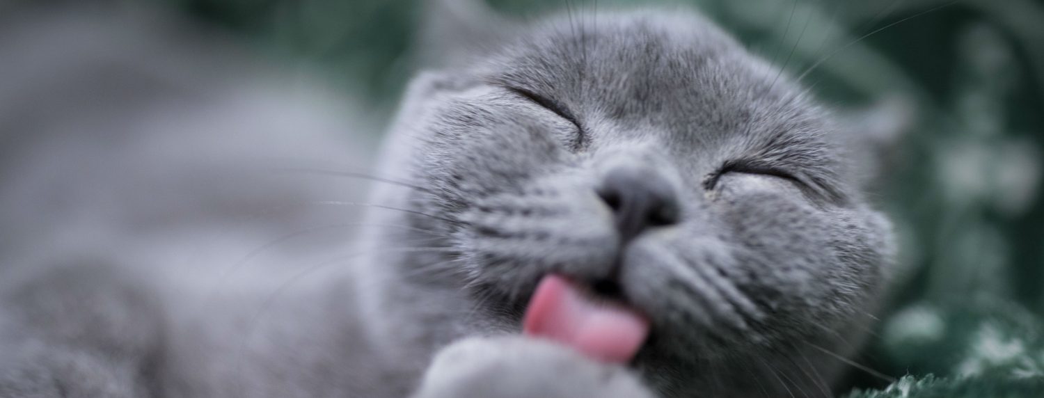 My cat frequently vomits hairballs and sheds excessively. What is the cause and treatment? My cat frequently vomits hairballs and sheds excessively. What is the cause and treatment?