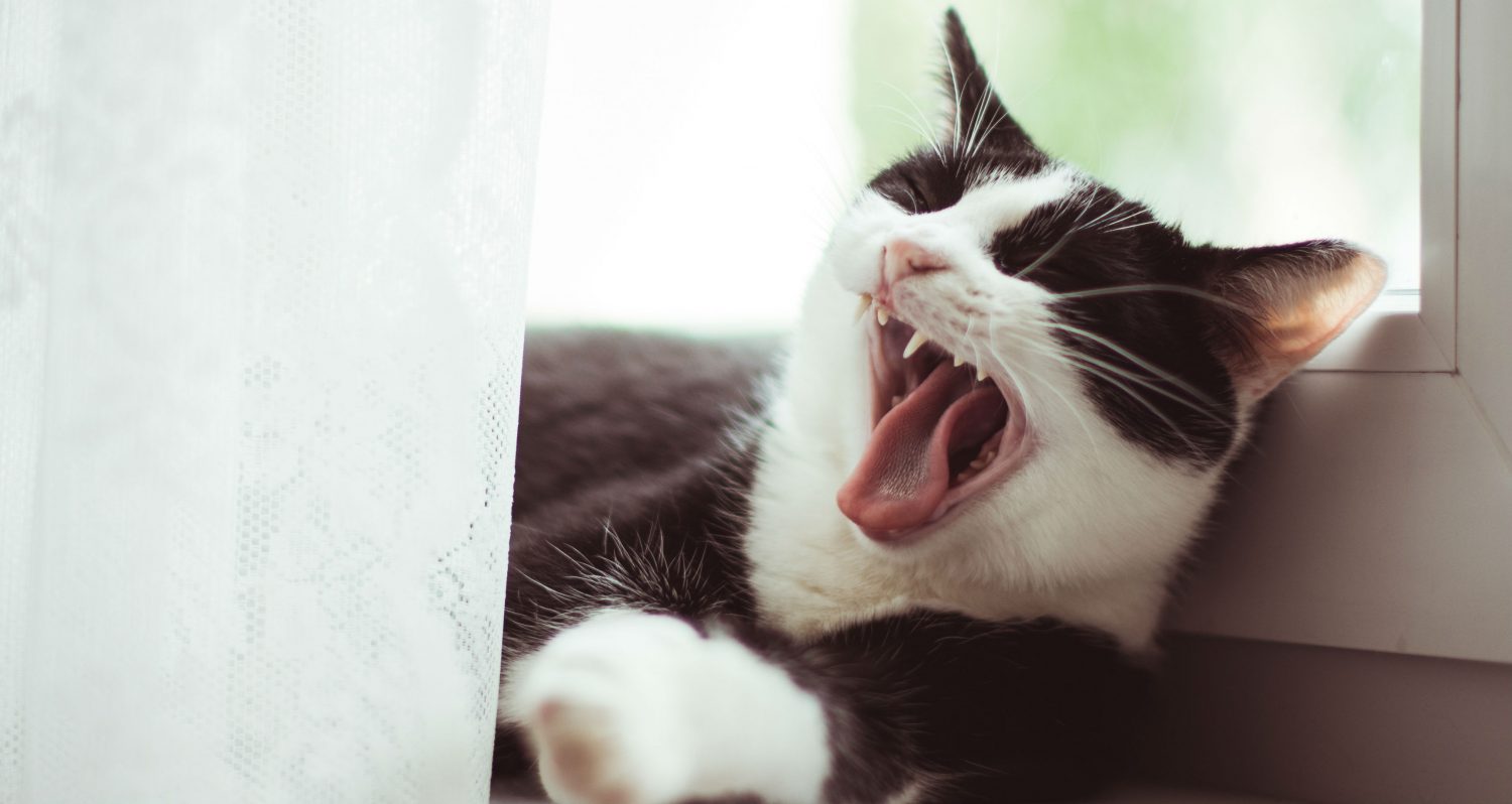 Should I be concerned that my cat sometimes snores? Should I be concerned that my cat sometimes snores?