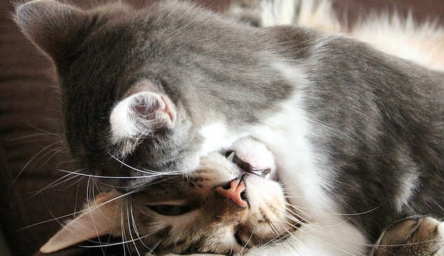 A cat wrapping their arms around the head of another cat as they wrestle