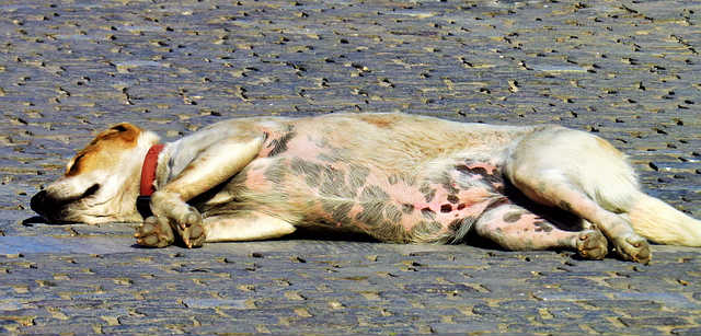 A dog laying on their side with their pink belly exposed with black speckles