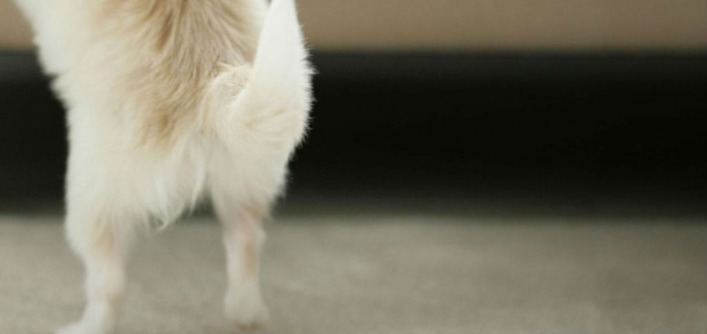 The tail and rear end of a dog that is standing on its back two legs