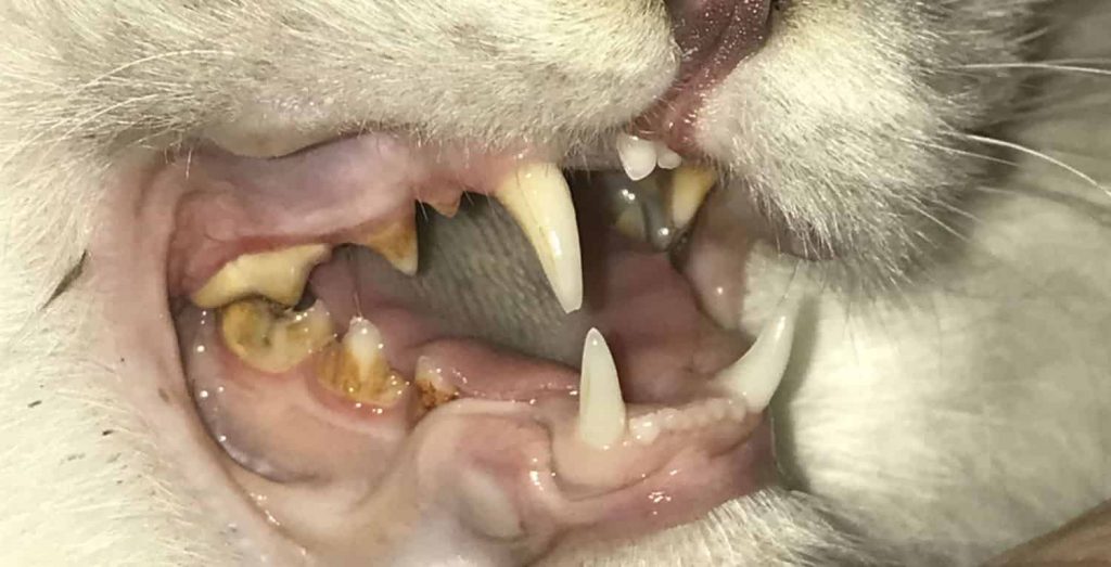 A cat's mouth is opened presenting significant tartar accumulation and gingivitis