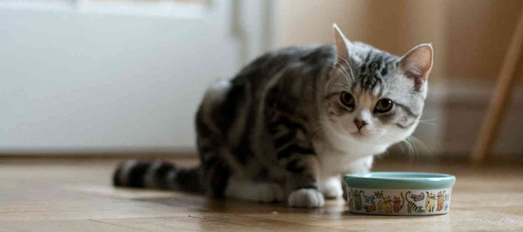A kitten crouched over top of a ceramic food bowl