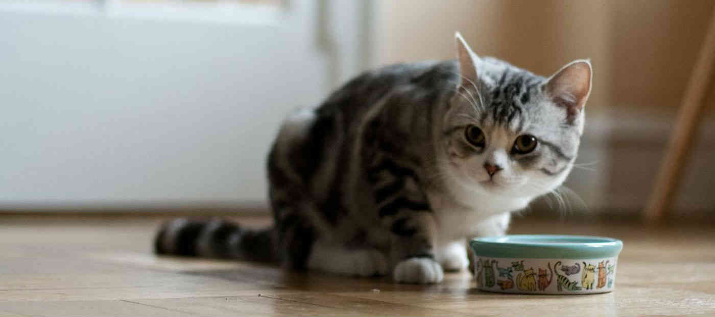 Is wet or dry food better for cats? How many times should my cat eat a day?