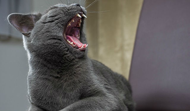 A grey cat is sitting on a brown leather chair and yawning with their mouth wide open exposing their tongue and teeth