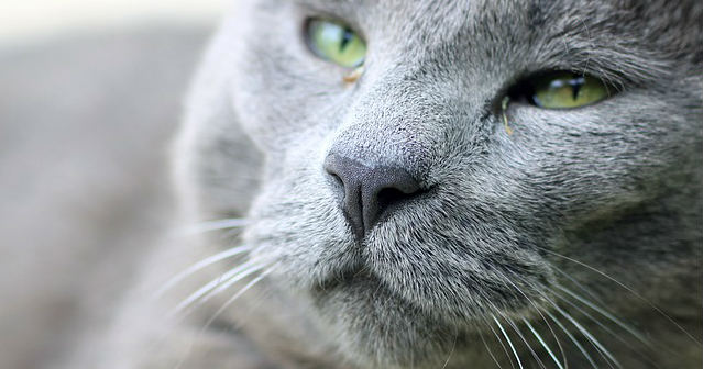 The face of a grey cat with green eyes