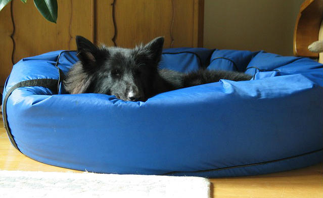 A Groenendael dog sleeping in their blue dog bed