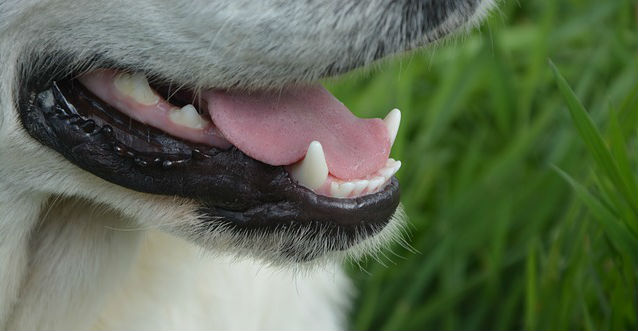 An open mouth of a Labrador Retriever exposing their tongue and teeth